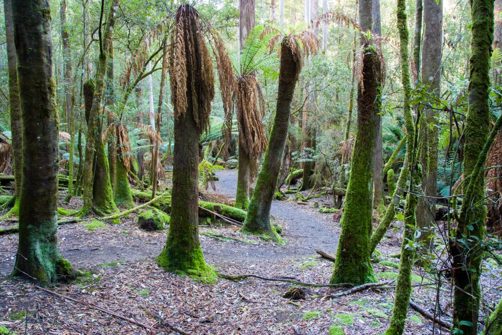 LOCATION – MT FIELD NATIONAL PARK, AUSTRALIA - Photo Basecamp