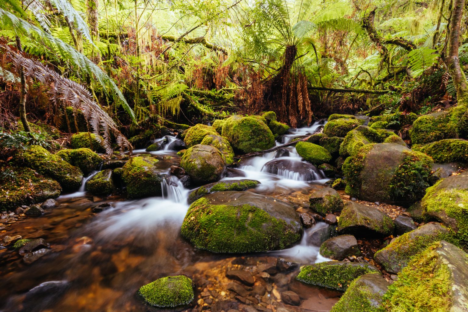 LOCATION – RAINFOREST GALLERY WARBURTON, AUSTRALIA - Photo Basecamp