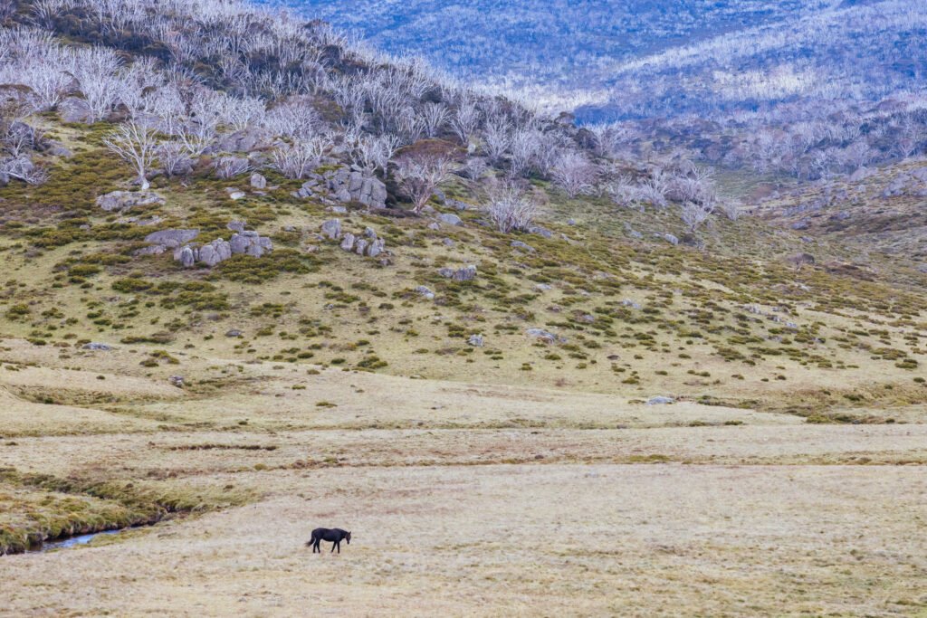 Snowy Mountains Brumbies View near Thredbo in Australia Snowy Mountains Brumbies View near Thredbo in Australia