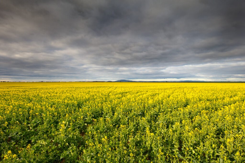 Canola Fields Near Smeaton in Victoria Australia