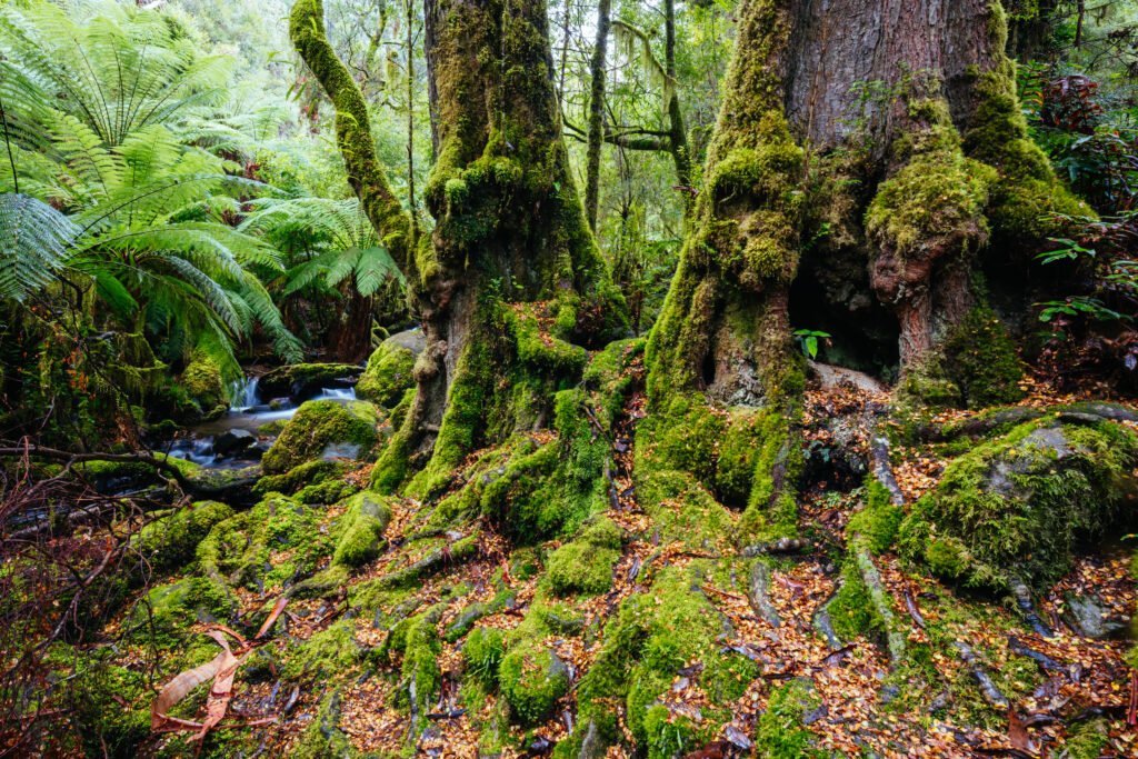 Rainforest Gallery Warburton in Victoria Australia