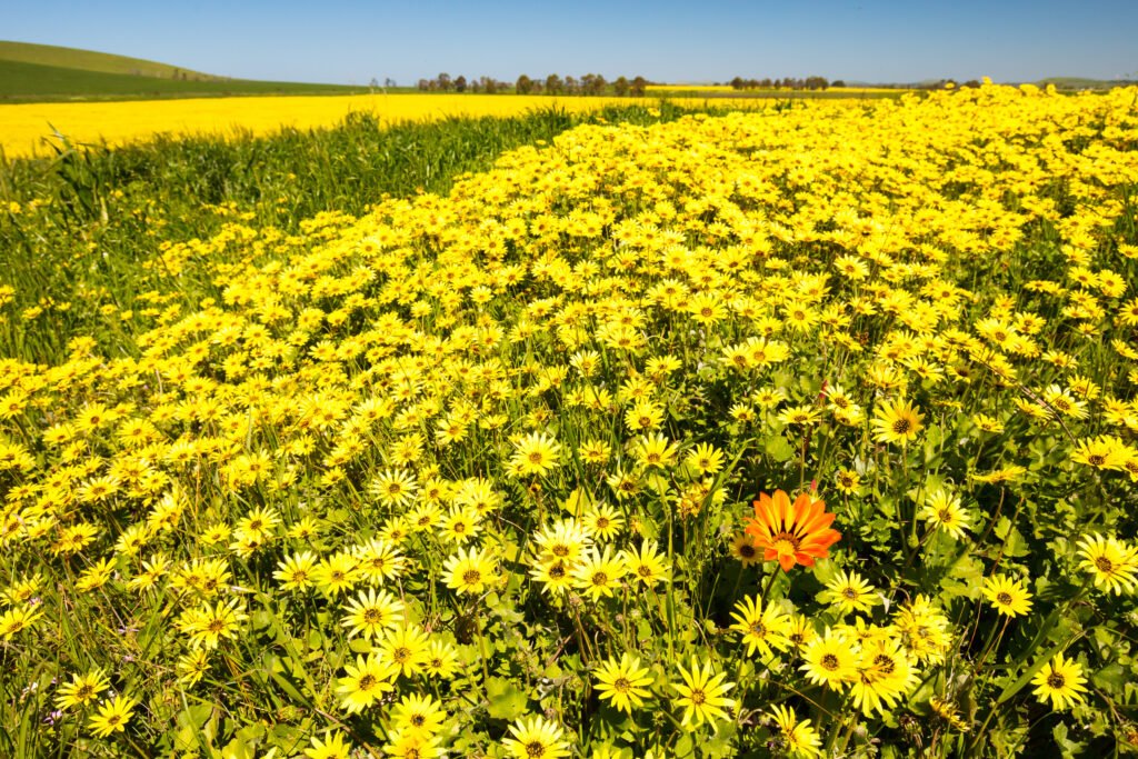 Fields of Wildflowers in Australia