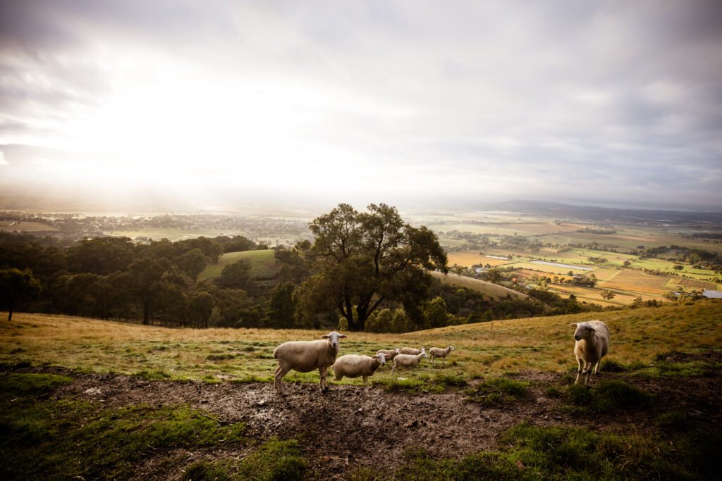 View over Yarra Glen in Australia