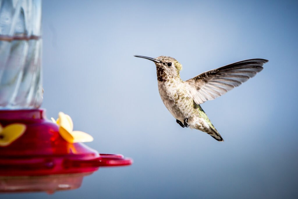 Female Anna's Hummingbird