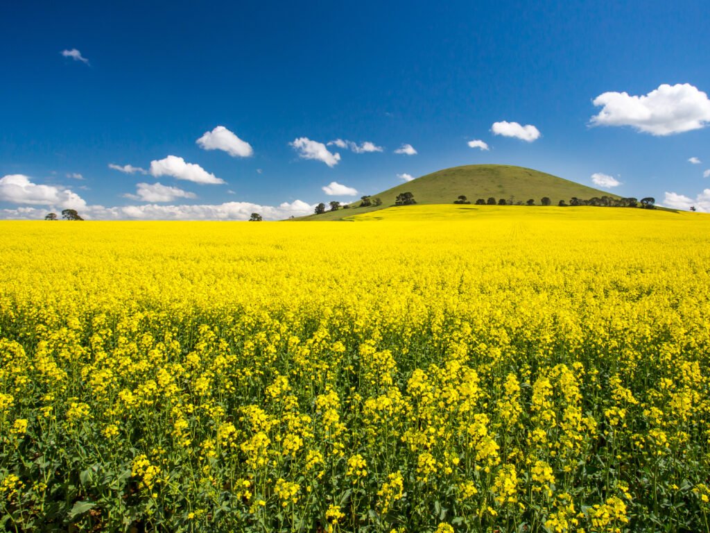 Fields of Canola in Australia