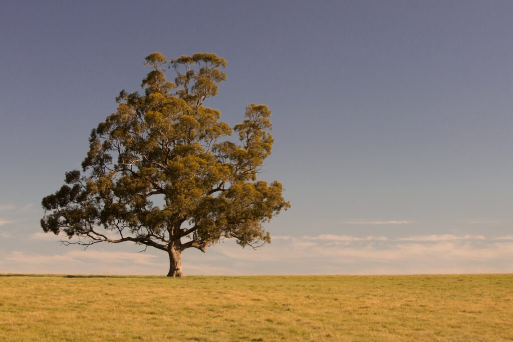 Country Landscape near Maldon Victoria Australia
