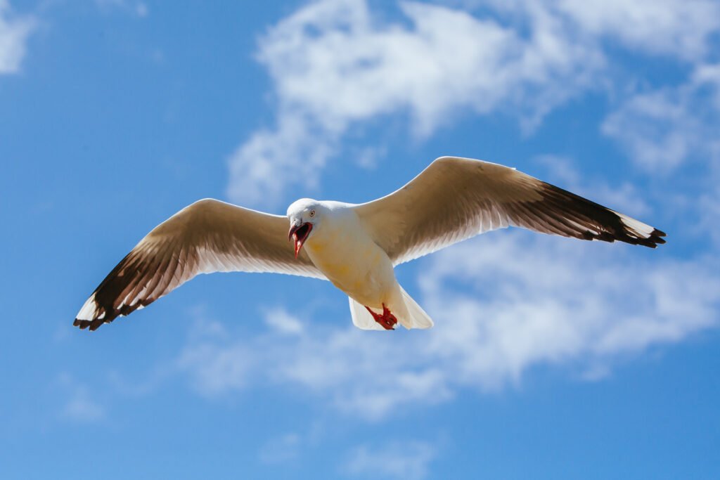 Seagull Soaring in Victoria Australia