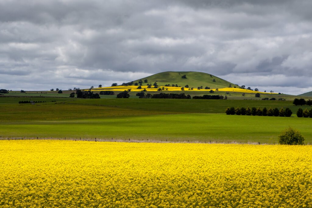 Canola Fields Near Smeaton