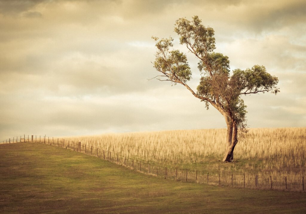 Lonesome Gum Tree in Australia Lonesome Gum Tree in Australia